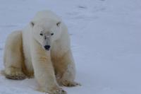 Eisbär 16