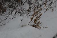 Schneehuhn