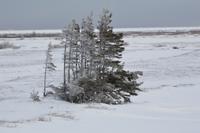 Tundra 1