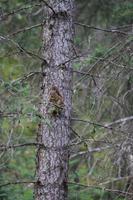 Eichhörnchen &ndash; &copy; Elisa Müller (Eberhardt TRAVEL)