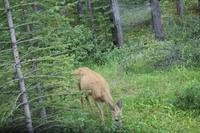Wapiti &ndash; &copy; Elisa Müller (Eberhardt TRAVEL)