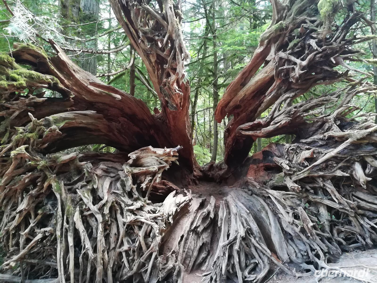 166 Vancouver Island - McMillan Provincial Park &ndash; &copy; Jens Petzoldt (Eberhardt TRAVEL)
