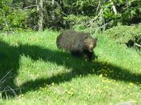 108 Banff Nationalpark - Grizzly &ndash; &copy; Jens Petzoldt (Eberhardt TRAVEL)