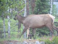132 Unterwegs bei Jasper &ndash; &copy; Jens Petzoldt (Eberhardt TRAVEL)
