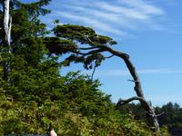 195 Vancouver Island - Rund um Tofino &ndash; &copy; Jens Petzoldt (Eberhardt TRAVEL)