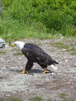 248 Vancouver - Grouse Montain &ndash; &copy; Jens Petzoldt (Eberhardt TRAVEL)