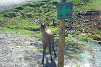 Rehbock im Omega-Wildpark &ndash; &copy; Kristin Weigel (Eberhardt TRAVEL)