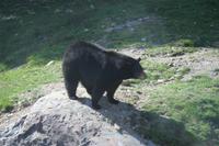 Schwarzbär &ndash; &copy; Kristin Weigel (Eberhardt TRAVEL)