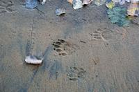 Waschbär-Spuren &ndash; &copy; Kristin Weigel (Eberhardt TRAVEL)