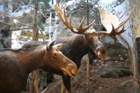 Museum im Algonquin-Besucherzentrum &ndash; &copy; Kristin Weigel (Eberhardt TRAVEL)