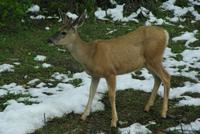 Elk &ndash; &copy; Susanne Schirmann (Eberhardt TRAVEL)