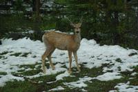 Elk (2) &ndash; &copy; Susanne Schirmann (Eberhardt TRAVEL)
