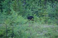 Schwarzbär &ndash; &copy; Susanne Schirmann (Eberhardt TRAVEL)