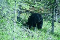 Schwarzbär (2) &ndash; &copy; Susanne Schirmann (Eberhardt TRAVEL)
