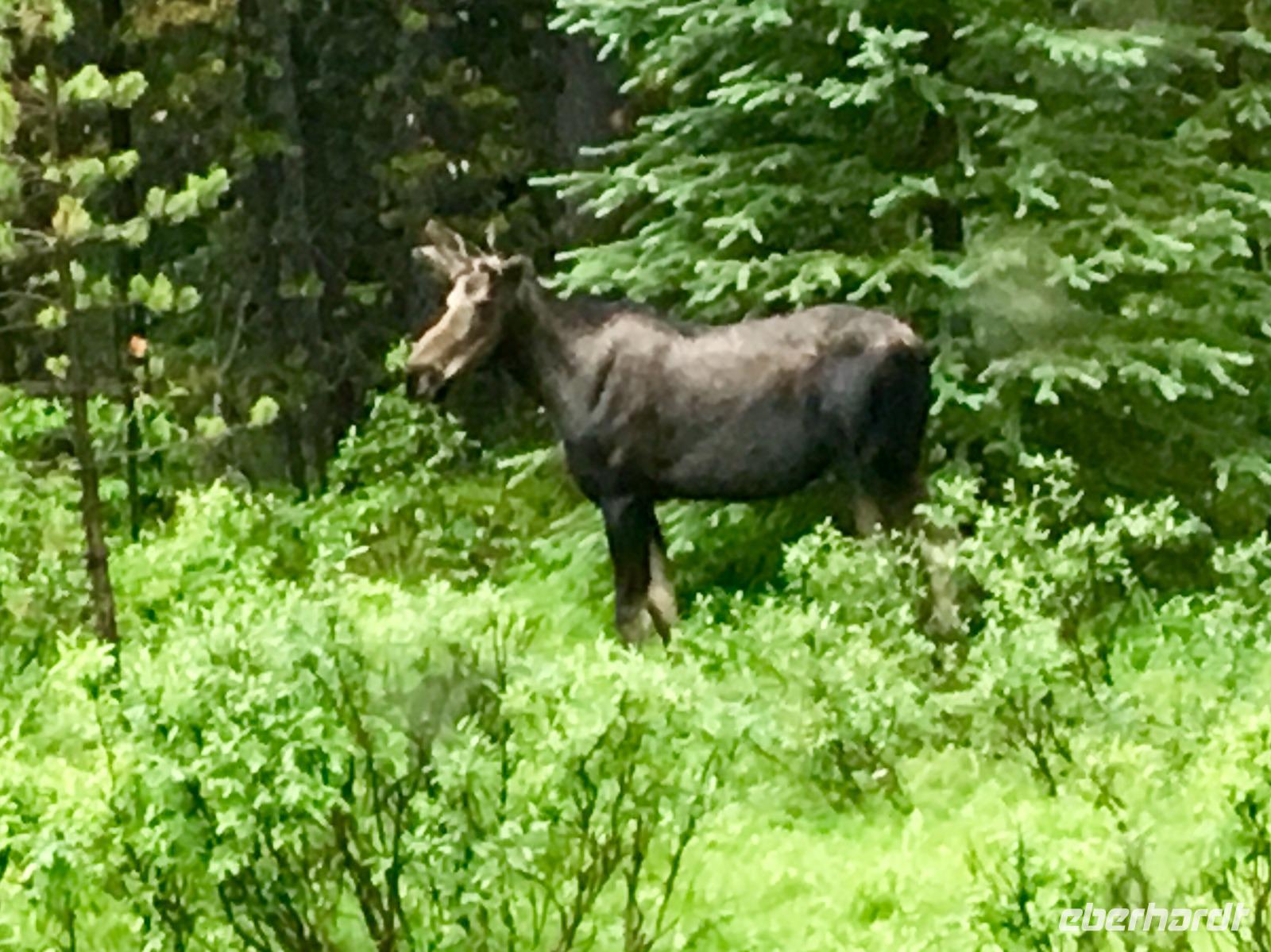 Moose sagt, Kopf noch mehr drehen ? wirklich ? &ndash; &copy; Elisabeth Fox-Maerki (Eberhardt TRAVEL)