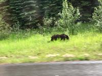Der Bear bei Jasper &ndash; &copy; Elisabeth Fox-Maerki (Eberhardt TRAVEL)