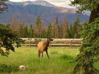 Der Abendwapiti