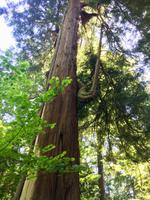 Zeder mit Arm &ndash; &copy; Elisabeth Fox-Maerki (Eberhardt TRAVEL)
