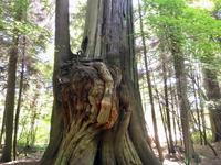 the Burl &ndash; &copy; Elisabeth Fox-Maerki (Eberhardt TRAVEL)