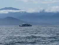 Orca-Finne &ndash; &copy; Elisabeth Fox-Maerki (Eberhardt TRAVEL)