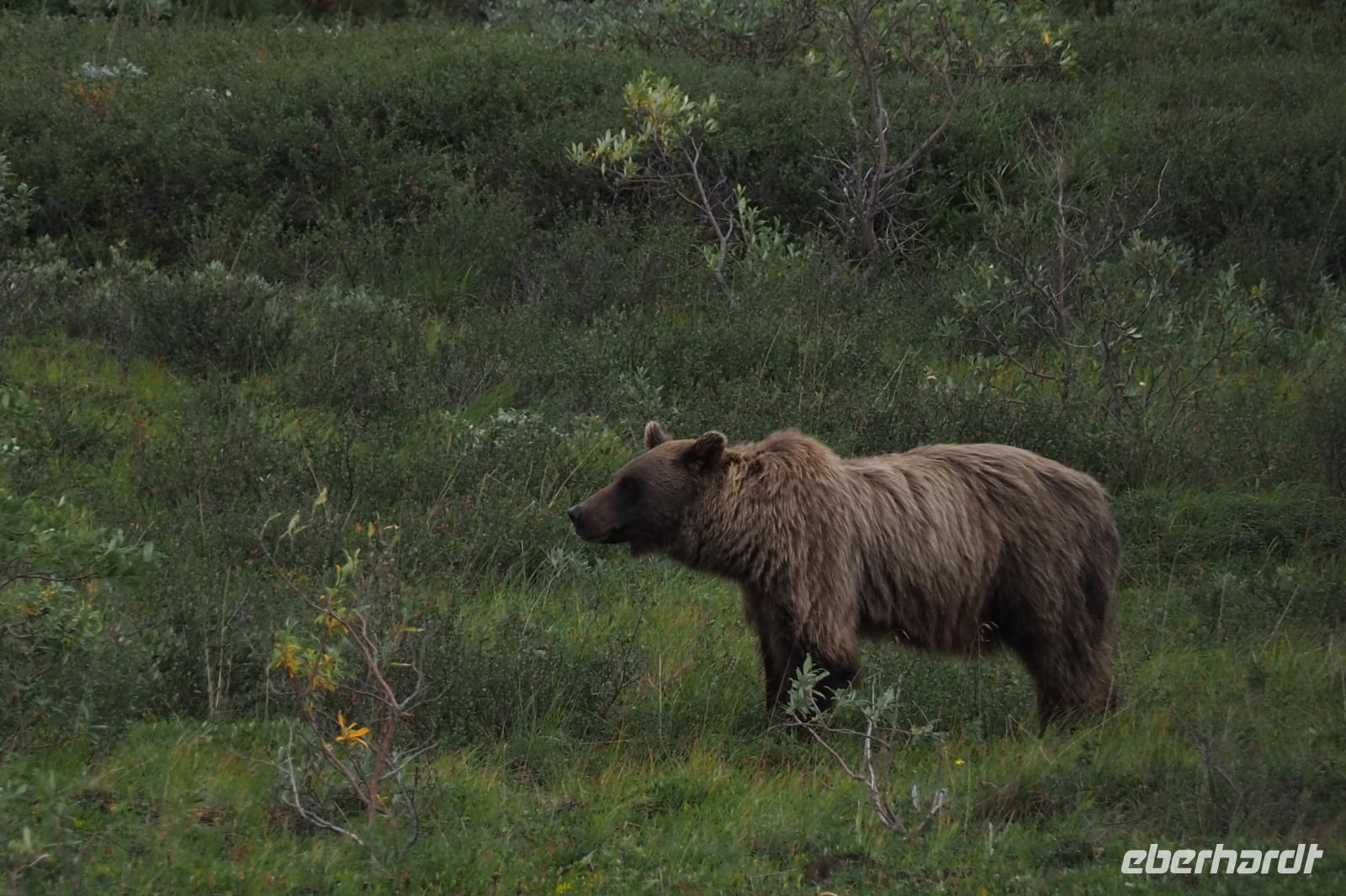 16. Tag Denali-Nationalpark (91) &ndash; &copy; Benjamin Rodriguez Manzanares (Eberhardt TRAVEL)