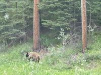 2. Tag Banff- und Yoho-Nationalpark - Rocky Mountains &ndash; &copy; Benjamin Rodriguez Manzanares (Eberhardt TRAVEL)