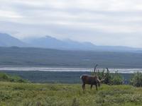 16. Tag Denali-Nationalpark (41) &ndash; &copy; Benjamin Rodriguez Manzanares (Eberhardt TRAVEL)