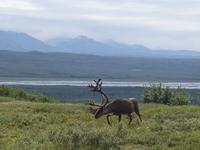 16. Tag Denali-Nationalpark (42) &ndash; &copy; Benjamin Rodriguez Manzanares (Eberhardt TRAVEL)
