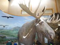 16. Tag Denali-Nationalpark (54) &ndash; &copy; Benjamin Rodriguez Manzanares (Eberhardt TRAVEL)