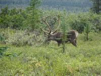 16. Tag Denali-Nationalpark (68) &ndash; &copy; Benjamin Rodriguez Manzanares (Eberhardt TRAVEL)