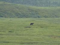 16. Tag Denali-Nationalpark (71) &ndash; &copy; Benjamin Rodriguez Manzanares (Eberhardt TRAVEL)