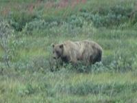 16. Tag Denali-Nationalpark (73) &ndash; &copy; Benjamin Rodriguez Manzanares (Eberhardt TRAVEL)