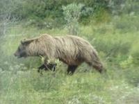 16. Tag Denali-Nationalpark (74) &ndash; &copy; Benjamin Rodriguez Manzanares (Eberhardt TRAVEL)