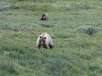 16. Tag Denali-Nationalpark (79) &ndash; &copy; Benjamin Rodriguez Manzanares (Eberhardt TRAVEL)