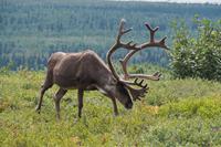 16. Tag Denali-Nationalpark (90) &ndash; &copy; Benjamin Rodriguez Manzanares (Eberhardt TRAVEL)
