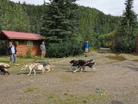 16. Tag Denali-Nationalpark (93) &ndash; &copy; Benjamin Rodriguez Manzanares (Eberhardt TRAVEL)