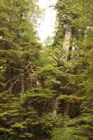 Pacific Rim Nationalpark &ndash; &copy; Marianne Förster (Eberhardt TRAVEL)