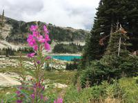Wandern in Whistler &ndash; &copy; Elisabeth Fox-Maerki (Eberhardt TRAVEL)