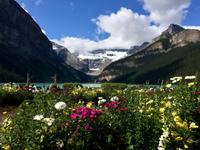 Blumenpracht bei Lake Louise &ndash; &copy; Elisabeth Fox-Maerki (Eberhardt TRAVEL)