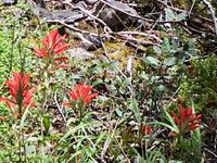 Indian Paint Brush &ndash; &copy; Elisabeth Fox-Maerki (Eberhardt TRAVEL)