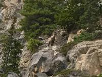 eine Gemse &ndash; &copy; Elisabeth Fox-Maerki (Eberhardt TRAVEL)