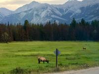 in Jasper &ndash; &copy; Elisabeth Fox-Maerki (Eberhardt TRAVEL)
