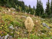 eine Bart-  oder Peruecken-Anemone ? &ndash; &copy; Elisabeth Fox-Maerki (Eberhardt TRAVEL)
