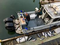 Thunefisch jemand ? &ndash; &copy; Elisabeth Fox-Maerki (Eberhardt TRAVEL)