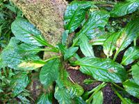 Skunk Cabbage