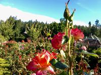 im Rosengarten &ndash; &copy; Elisabeth Fox-Maerki (Eberhardt TRAVEL)