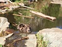 Grinder der Grizzly badet gerade &ndash; &copy; Elisabeth Fox-Maerki (Eberhardt TRAVEL)