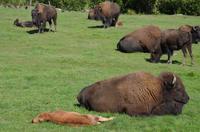 Omega Wildpark -  Bisonherde &ndash; &copy; Katja Neumann (Eberhardt TRAVEL)