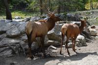 Omega Wildpark -  Wapitifamilie &ndash; &copy; Katja Neumann (Eberhardt TRAVEL)
