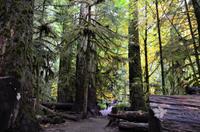 Cathedral Grove 2 &ndash; &copy; Katja Neumann (Eberhardt TRAVEL)